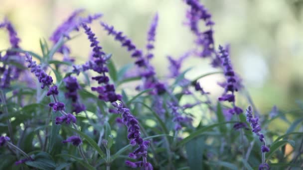 Espigas Flores Borrosas Plantas Salvia Mexicanas — Vídeos de Stock