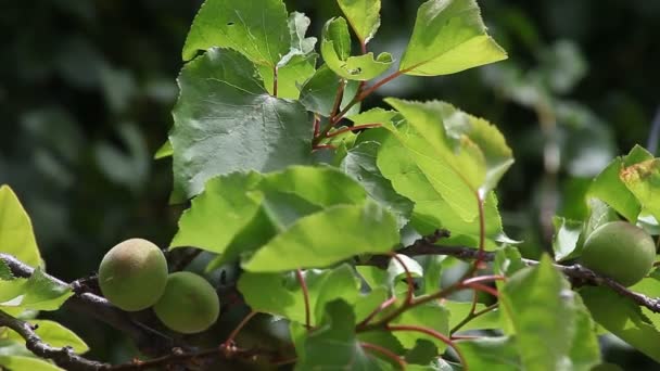 生长在杏树树枝上的小水果 — 图库视频影像