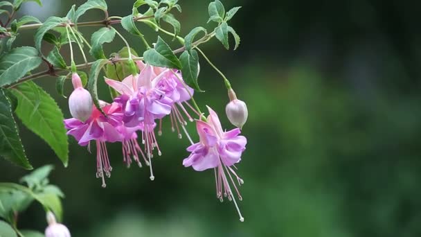 緑の背景を持つラベンダーとピンクの花 — ストック動画