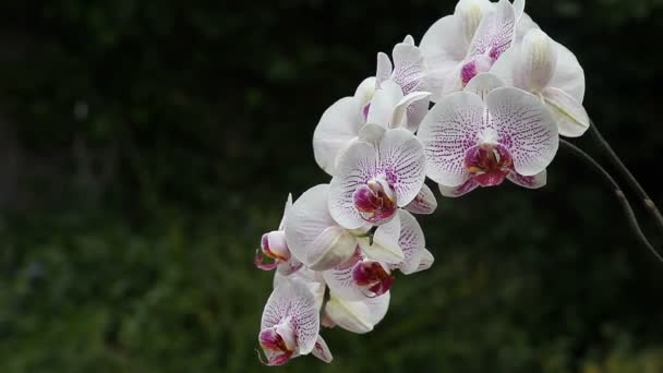 Exotische Magenta Und Weiße Orchideenblüten Vor Grünem Gartenhintergrund — Stockvideo