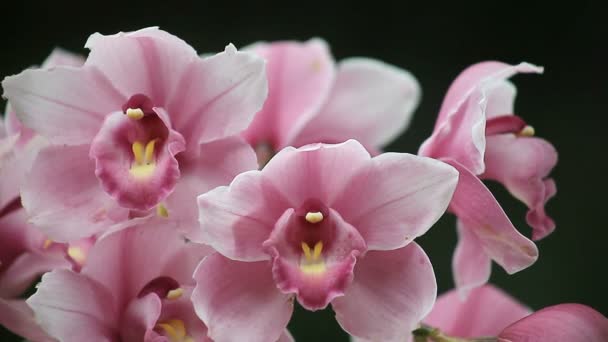 Close Vista Orquídeas Rosa Profundas — Vídeo de Stock