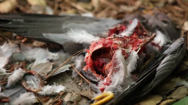 Die Überreste Einer Taube Nachdem Sie Von Einem Habicht Gefressen — Stockvideo