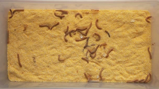 Mehlwürmer Zur Fütterung Von Vögeln Werden Einen Behälter Mit Maismehl — Stockvideo