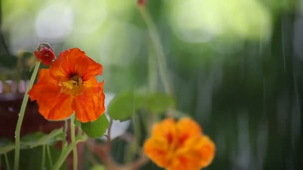 Água Salpicando Sobre Flores Nastúrcio Laranja — Vídeo de Stock