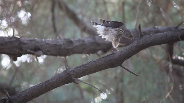 Juvenil Sharp Shinned Hawk Rengör Sina Klor Och Näbb Medan — Stockvideo