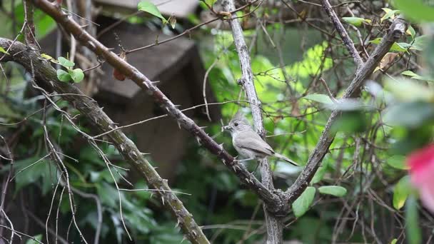 与昆虫在它的嘴与鸟屋的背景的三尾山雀 — 图库视频影像