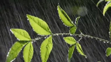 Yeşil yaprakları üzerinde mücevher benzeri su damlaları yakın