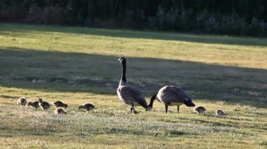 Bir kaz ailesi bir parkta çim besler