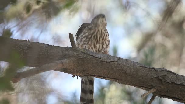 Ung Skarp Shinned Hawk Rengör Sina Fjädrar — Stockvideo