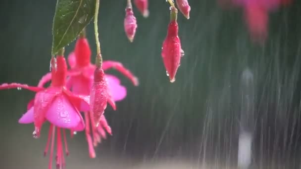 Delikatne Różowe Kwiaty Pod Tryskaczowym — Wideo stockowe