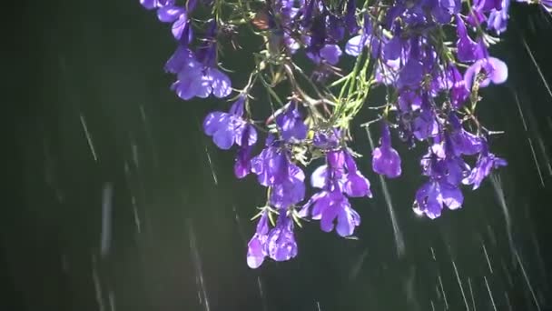 Frische Blumen Die Topf Hängen Werden Aus Einer Sprinkleranlage Gegossen — Stockvideo