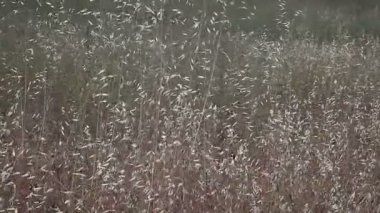 Bir tarlada kuru otlar