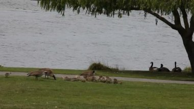Bir göl tarafından olgun Kanada kazları ile goslings büyük bir grup