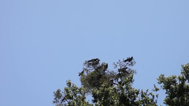 カラスの群れが木に集まり 離陸する — ストック動画
