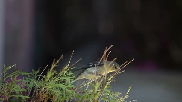 Een Distelvink Die Delen Van Een Plant Eet — Stockvideo