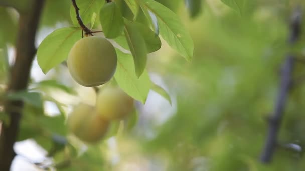 Ciruelas Verdes Madurando Árbol Con Espacio Para Copiar — Vídeos de Stock