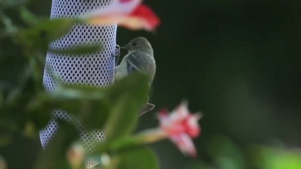 Även Det Kan Mata Sig Juvenil Goldfinch Ber Efter Spotting — Stockvideo