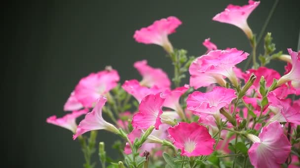 粉红色和白色的花瓣在悬挂的篮子中盛开 — 图库视频影像