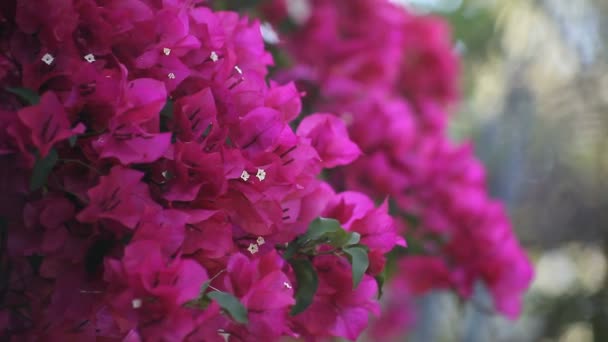 Крупный План Пурпурной Бугенвилии Покрытой Пышными Цветами Летом — стоковое видео