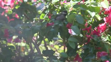 Çiçeklerchickadees bir bahçe hortumu bir duş alırken çok heyecan olsun.