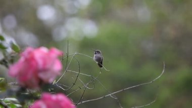 Olgunlaşmamış kuş dengesini kaybeder