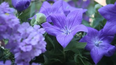 Mavi balon çiçekleri ve verbena yakın