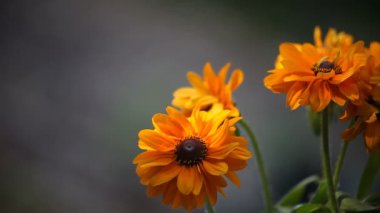 Öğleden sonra güneş ve gölgeler sarı-turuncu rudbeckia flowersrudbeckia oynamak, 
