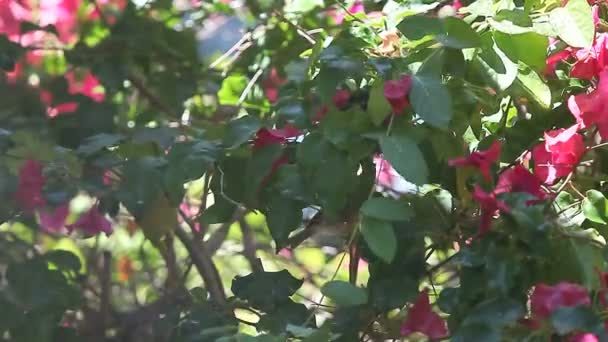 Chickadee Bougainvillea Genieten Van Spray Van Een Slang Wassen Gezicht — Stockvideo