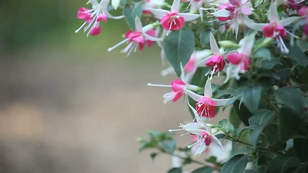 Fuchsia Plant Met Veel Bloesems Kopieer Ruimte — Stockvideo