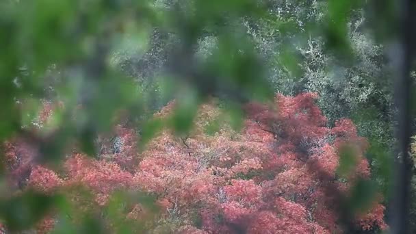 Hojas Caída Árbol Visto Través Las Ramas Uno Que Comenzado — Vídeo de stock