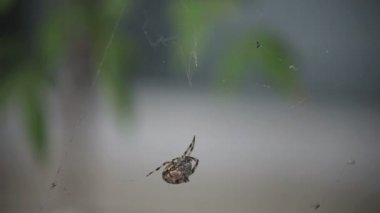 Bir örümcek ağı hafifçe dokunulduğunda tedirgin olur.