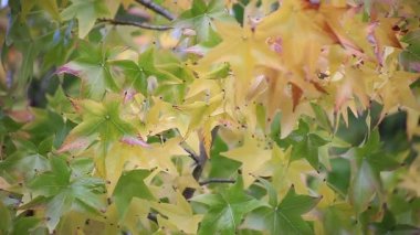Sonbaharda liquidambar ağacının renk lerini değiştirme