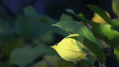 Bir örümcek ağı hafifçe dokunulduğunda tedirgin olur.