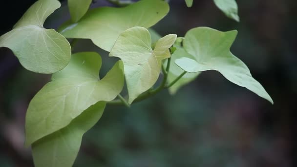 Hojas Distintivas Una Planta Ipomea Color Chartreuse — Vídeo de stock