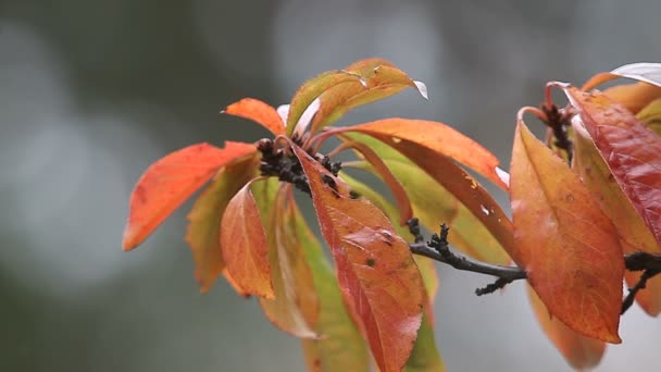 Лиственные Листья Фруктового Дерева Поздней Осенью — стоковое видео