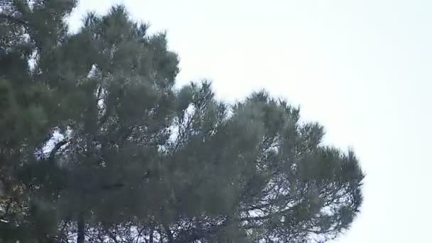 Gran Pino Sopla Con Fuerte Viento — Vídeo de stock