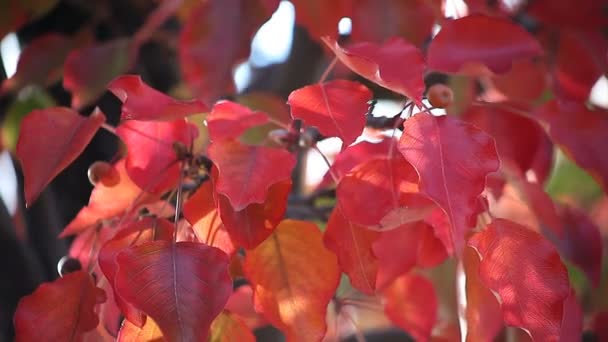 Feuilles d'automne rouge vif et fruits d'un pommier 