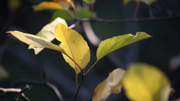 Φυλλοβόλα Φύλλα Ενός Οπωροφόρα Δέντρα Στα Τέλη Του Φθινοπώρου — Αρχείο Βίντεο