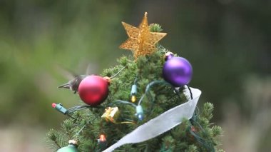 Sinekkuşu küçük bir dekore Noel ağacında yiyecek bulur