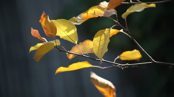 Bladeren Van Een Fruit Boom Veranderende Kleuren Herfst — Stockvideo