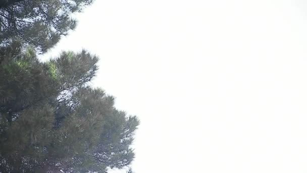 常青树与其他叶子吹过和充足的空间文本 — 图库视频影像