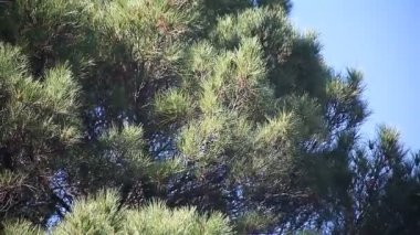 Rüzgarlı bir günde büyük çam ağacı