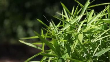 Güneşli bir günde sağlıklı bir bambu bitkinin yaprakları