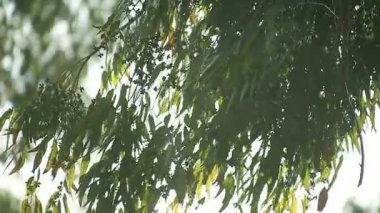 Okaliptüs yaprakları kışın hala yeşil