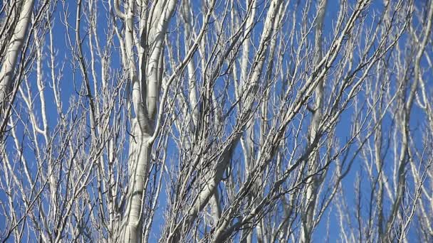 一月份无叶树木的苍白树干和四肢 — 图库视频影像