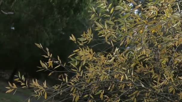 Krzew Zmieniającymi Się Kolorami Jesienią — Wideo stockowe