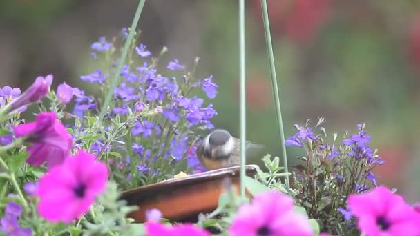 非常に若い鳥は 自分自身を養う方法を学ぶ 1食べ過ぎ — ストック動画