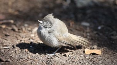 Çok hasta olma belirtileri gösteren yere tüneen çocuk titmouse