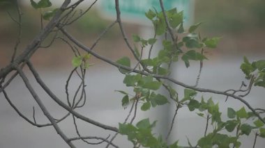 Birçok araba yoğun bir yolda geçmek