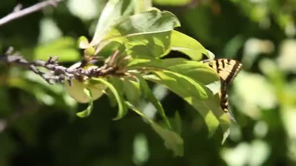 Ein Schwalbenschwanz Schmetterling Wird Herumgeblasen Bleibt Aber Durch Böigen Wind — Stockvideo